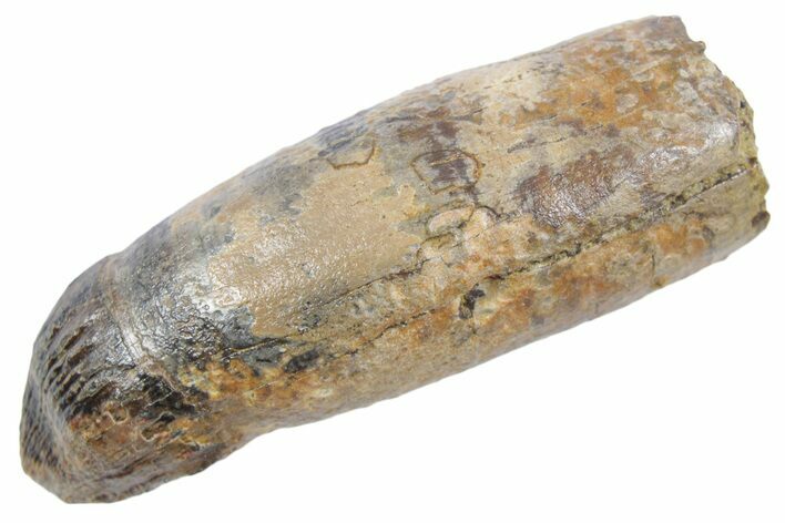 Rooted Fossil Alligatoroid (Brachychampsa) Tooth - Wyoming #357035